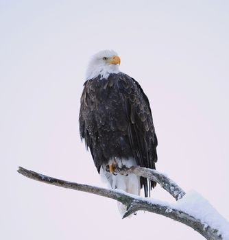 Bald eagle of  sitting on a branch of dead tree.Haliaeetus leucocephalus washingtoniensis.