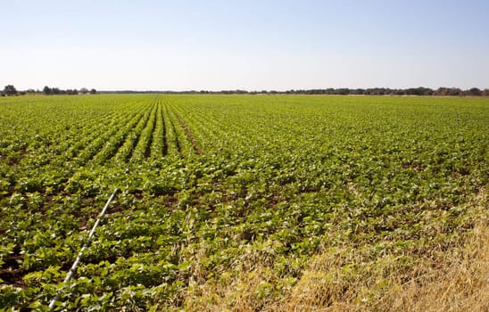 A field of green vegetable