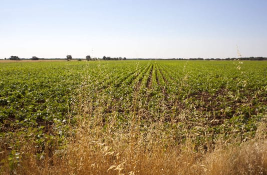 A field of green vegetable