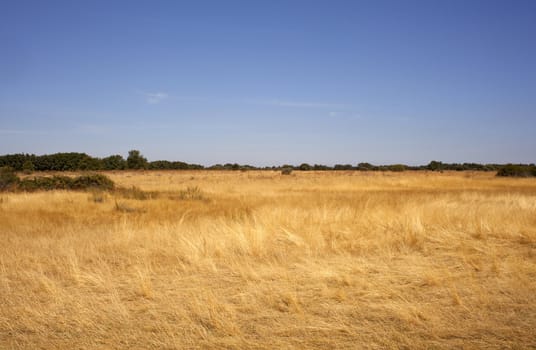 Field after harvest in Spain