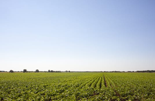 A field of green vegetable
