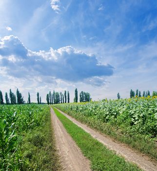 rural road in green field