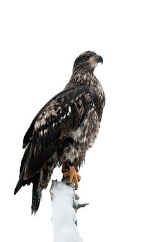 Bald eagle of  sitting on a branch of dead tree.Haliaeetus leucocephalus washingtoniensis. Isolated on white