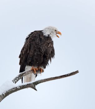 Shouting Bald eagle of  sitting on a branch of dead tree. Haliaeetus leucocephalus washingtoniensis.