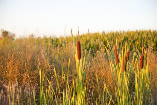 Cane thicket in the countryside
