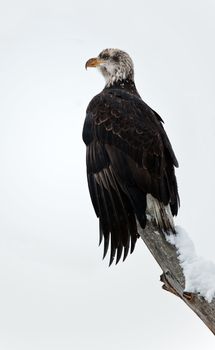 Bald eagle of  sitting on a branch of dead tree.Haliaeetus leucocephalus washingtoniensis.