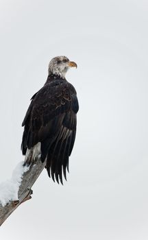 Bald eagle of  sitting on a branch of dead tree.Haliaeetus leucocephalus washingtoniensis.