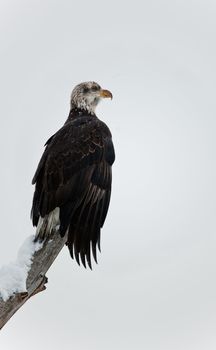 Bald eagle of  sitting on a branch of dead tree. Haliaeetus leucocephalus washingtoniensis.