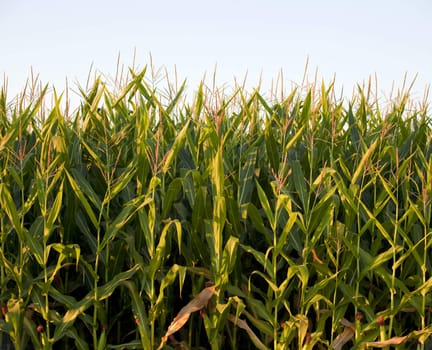 Cornfield in the spanish countryside