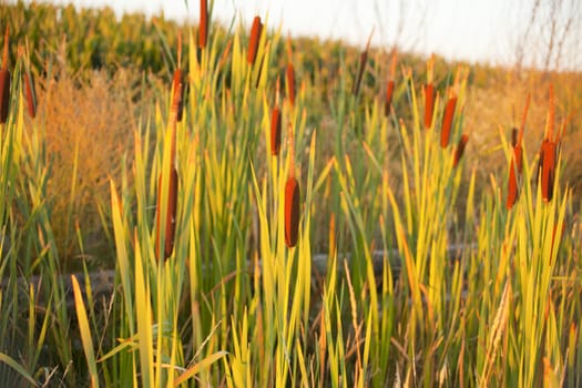Cane thicket in the countryside