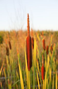 Cane thicket in the countryside