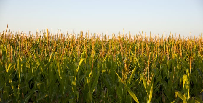 Cornfield in the spanish countryside