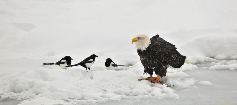 Bald Eaglee on an ice floe eats a salmon. Nearby magpie