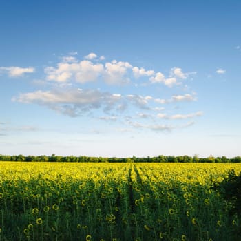 field with sunflowers under blue cloudy sky