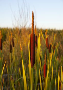 Cane thicket in the countryside