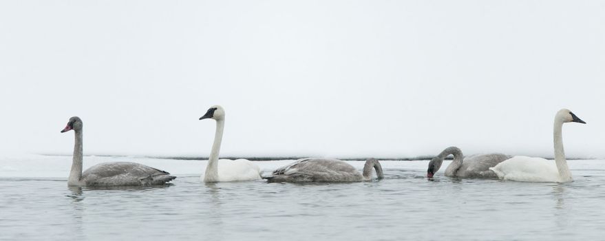 Tundra swans swim in the freezing river. In the winter. Alaska,  USA