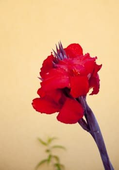 Photo of a red flower