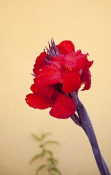 Photo of a red flower