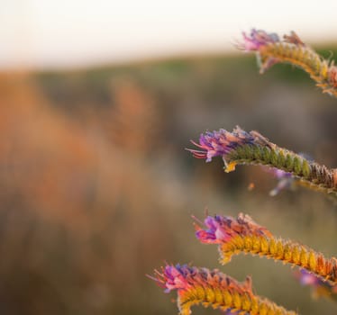 Flowers of a plant with thorns