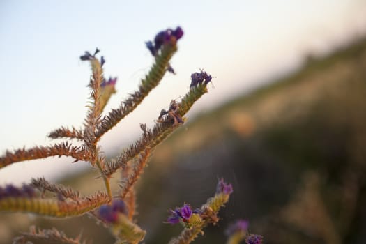 Flowers of a plant with thorns