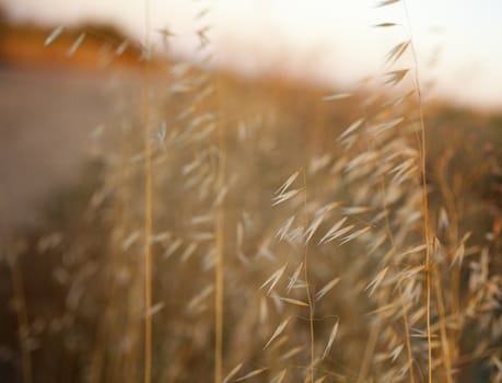 Dried plants in the country