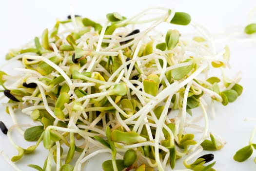 Fresh alfalfa sprouts isolated on white background