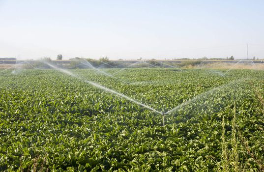 Sprinkler while Irrigating a field