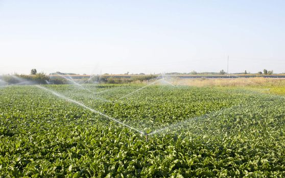 Sprinkler while Irrigating a field