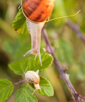 Two snails on a leaf