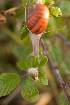 Two snails on a leaf
