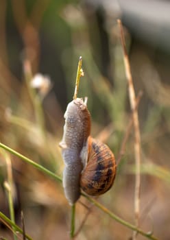 A snails on a leaf