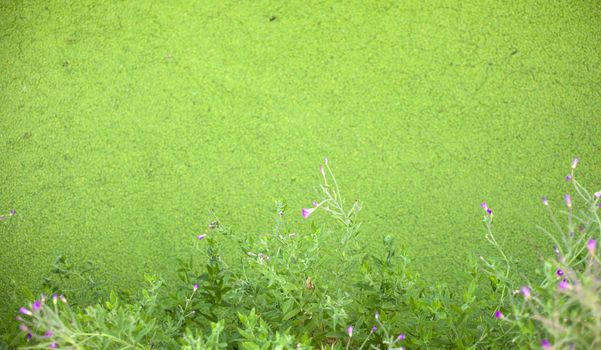 Muck floating on top of a pond