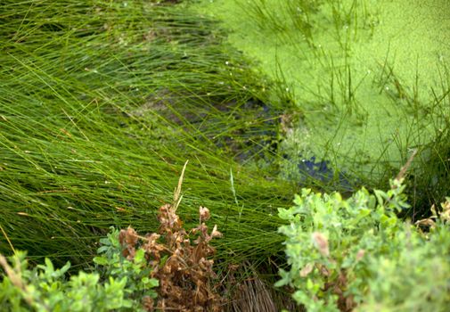 Muck floating on top of a pond