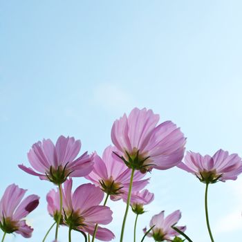 Flower taken from low angle