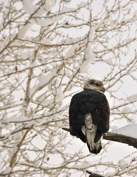 Portrait of an eagle of a dead tree sitting on a branch.Haliaeetus leucocephalus washingtoniensis.