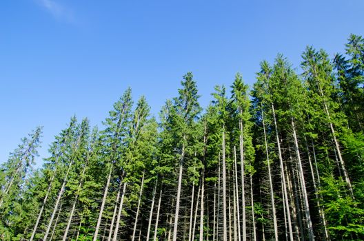 pine forest under deep blue sky in mountain Carpathians