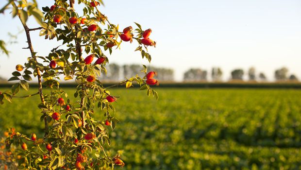 Rose hips from the bushes