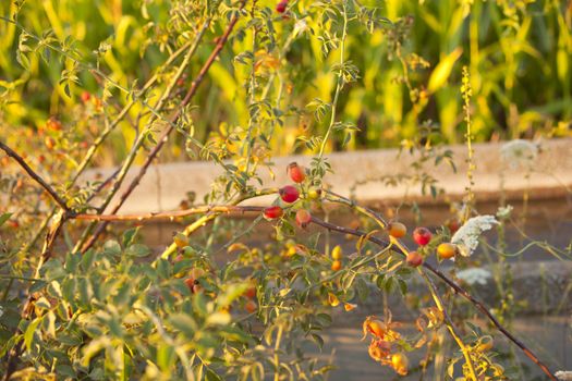 Rose hips from the bushes