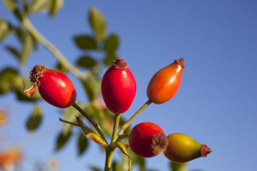 Rose hips from the bushes