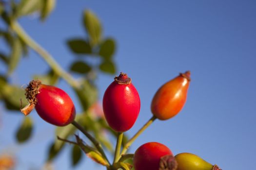 Rose hips from the bushes
