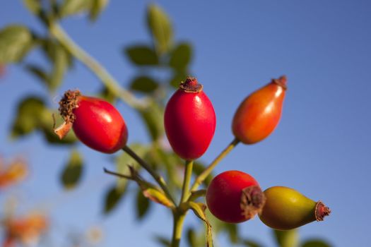 Rose hips from the bushes