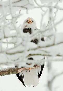 Portrait of Bald Eagle  sitting on a branch. Haliaeetus leucocephalus washingtoniensis.