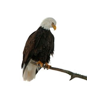 Portrait of an eagle of a dead tree sitting on a branch.Haliaeetus leucocephalus washingtoniensis.