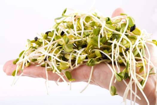 Fresh alfalfa sprouts isolated on white background