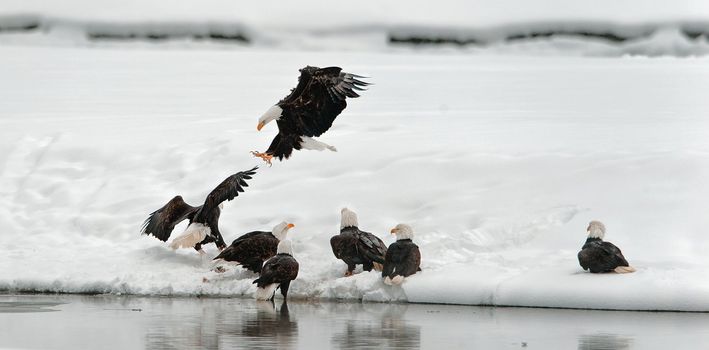  Bald eagles (Haliaeetus leucocephalus) fighting for food,