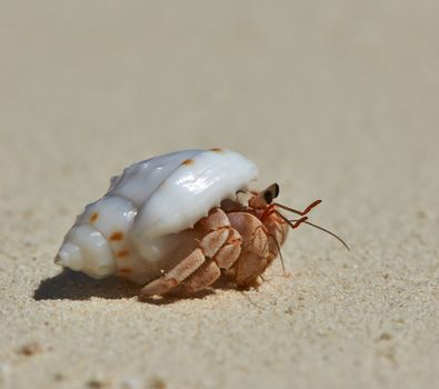 Hermit crab on a beach at Maldives