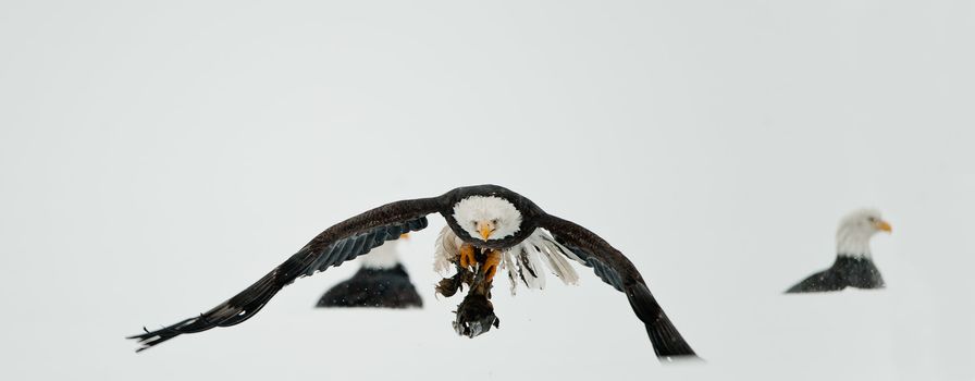 Feeding of Bald eagles (Haliaeetus leucocephalus).Eating fish on snow