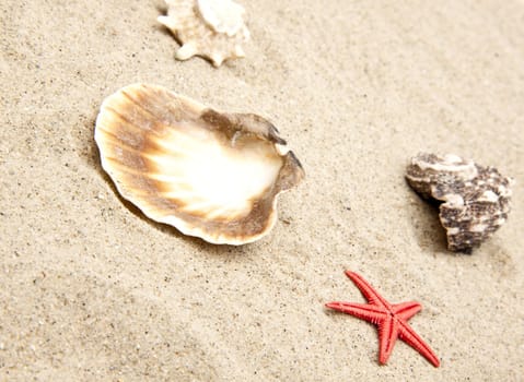 seashells on white sand