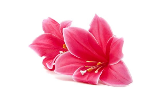 pink flower isolated on white background
