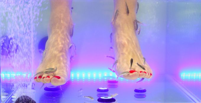 Foot fish care in a beauty foot salon